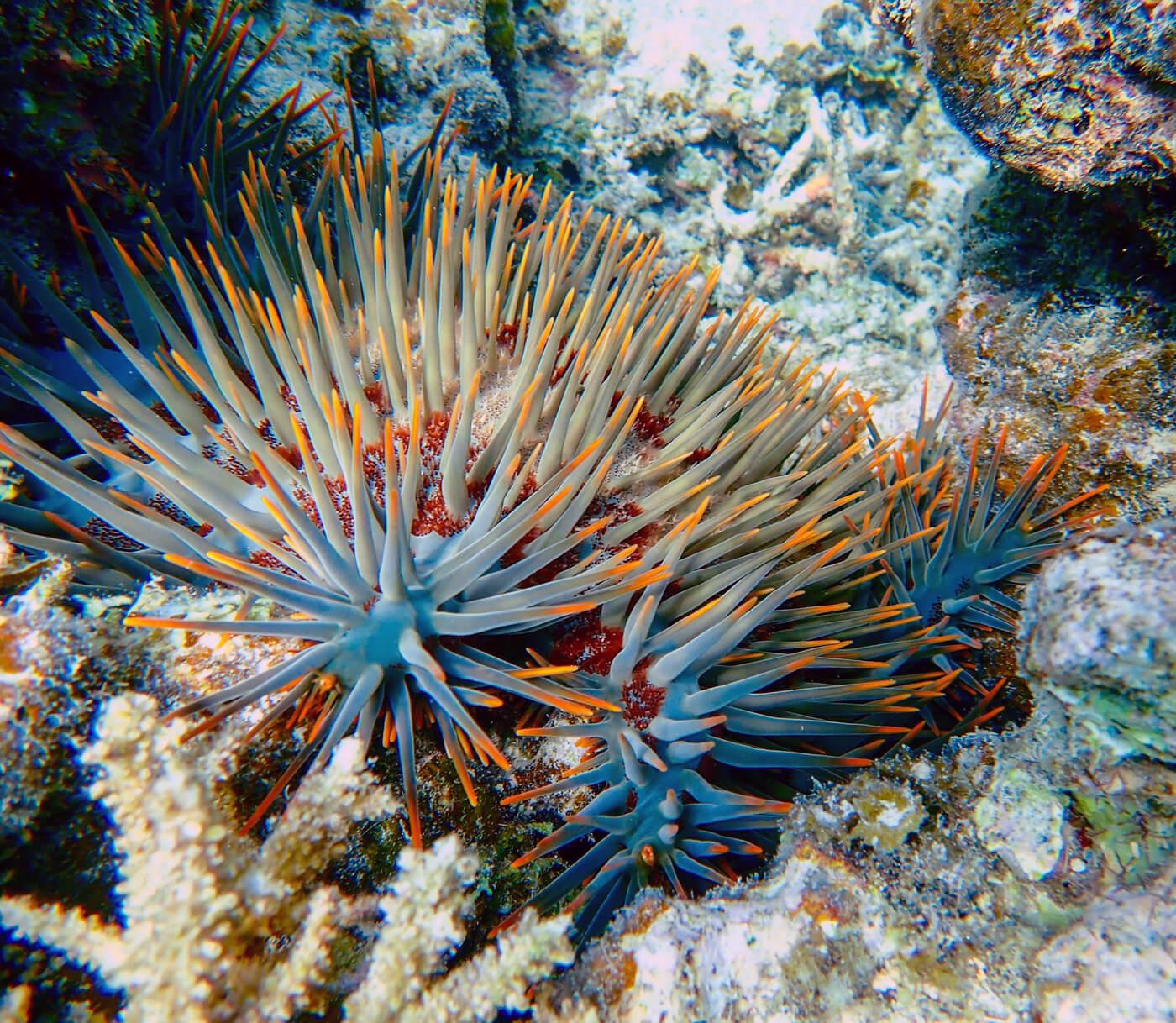 Crown-of-thorns starfish. © Roger Harris