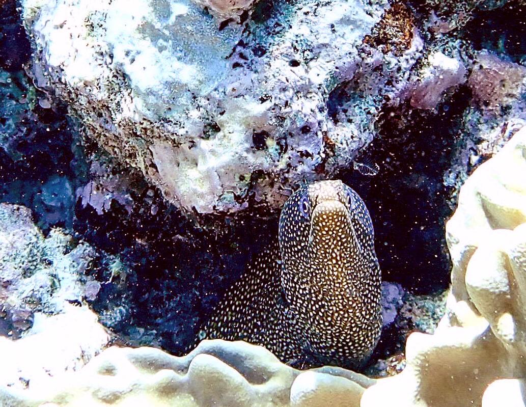 A moray eel at Free Way reef. © Roger Harris