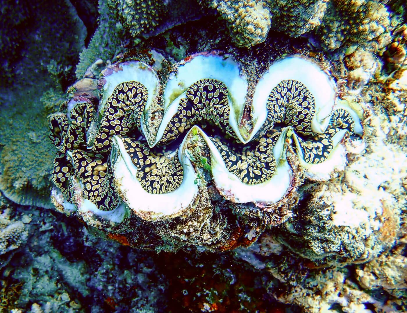 A giant clam on the reef. © Roger Harris