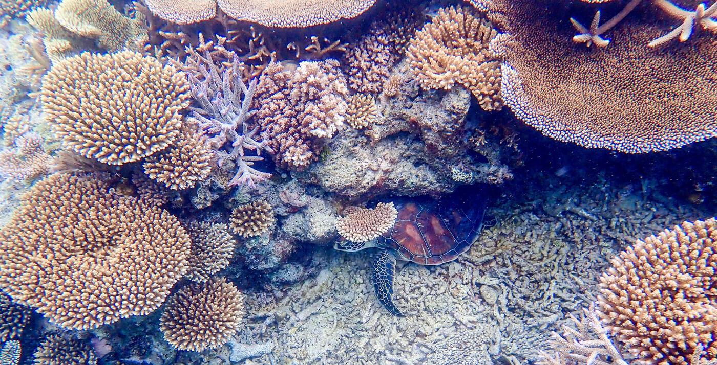 A green turtle rests beneath corals in Beqa, Fiji. © Roger Harris