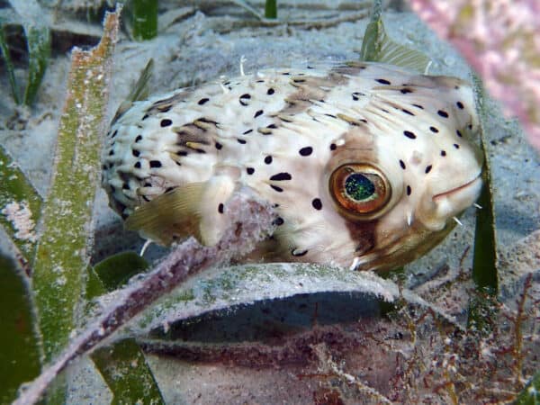 Balloon fish