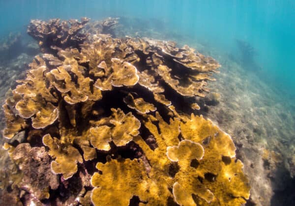 Elkhorn coral puerto rico