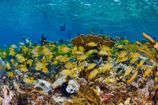 cuba gardens of the queen coral reef