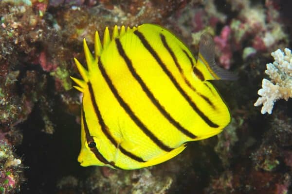 Eight-banded butterflyfish