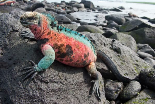 Marine iguana in Galapagos