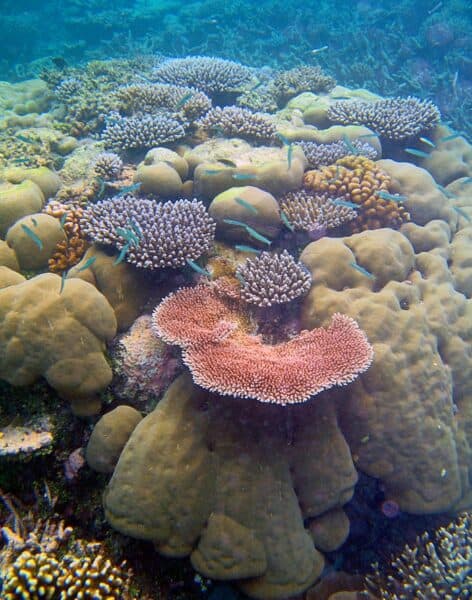 coral reef in Micronesia