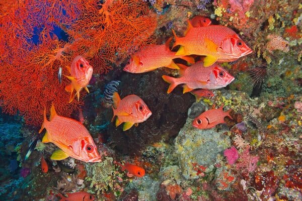 Saber Squirrelfishes