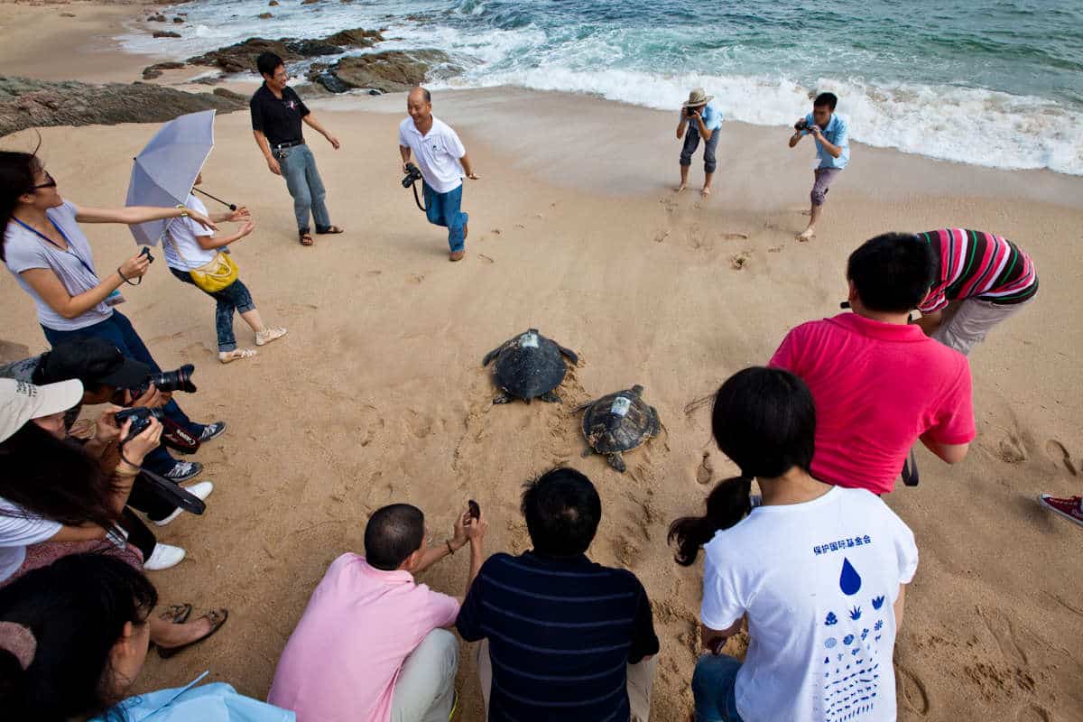 sea turtle conservation china