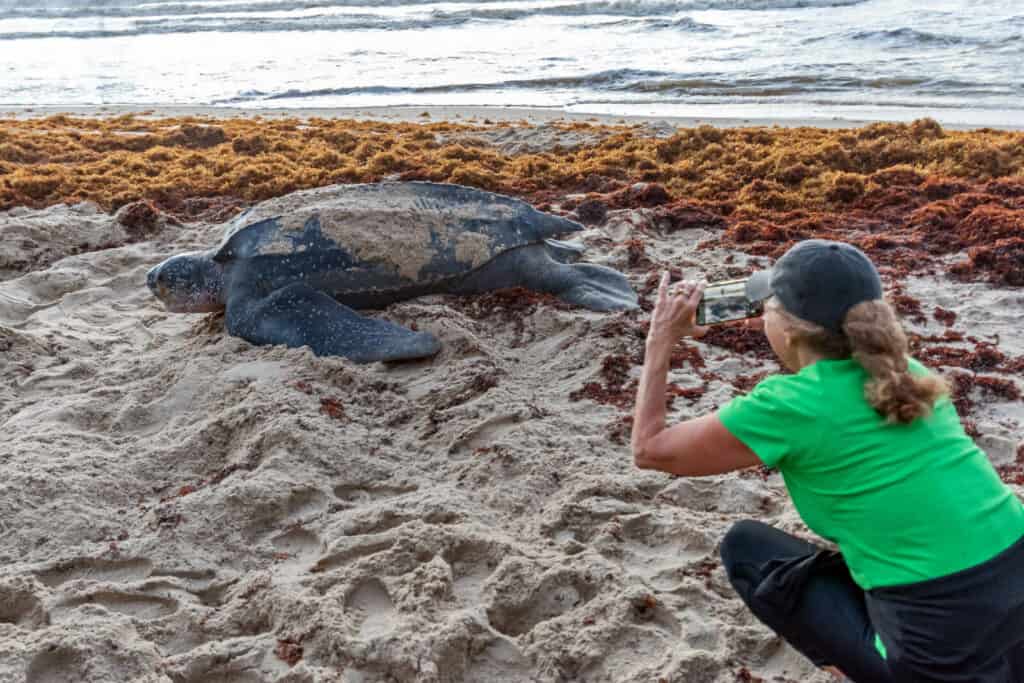 tourist with sea turtle