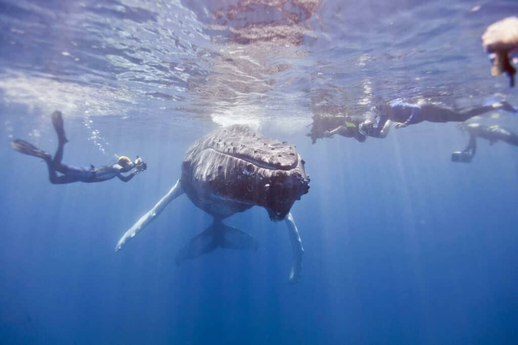 people swim with whale in Silver Bank