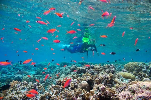 Snorkeler and anthias