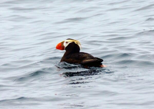 Tufted Puffin