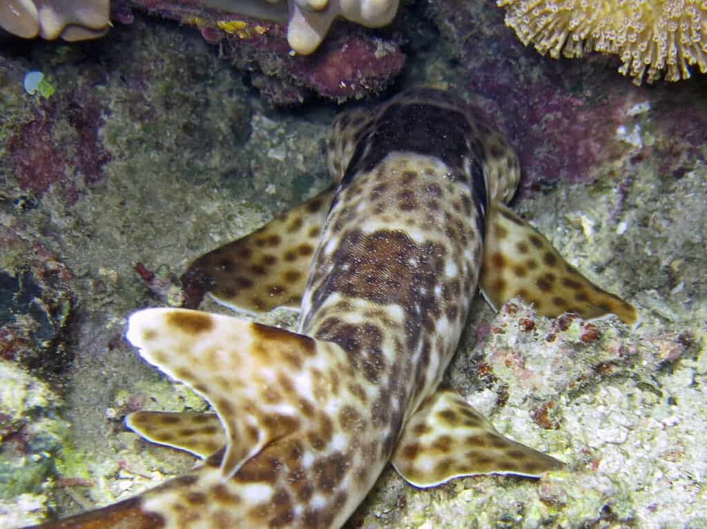 walking shark in Raja Ampat