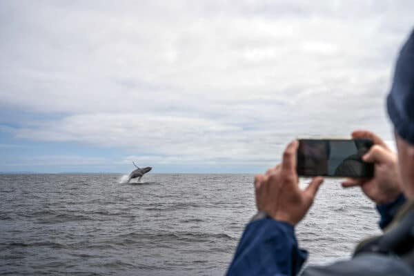 watching a whale breach