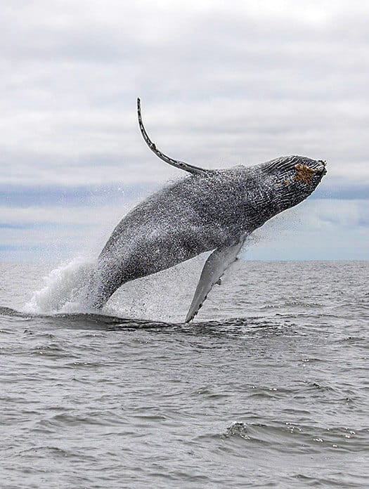 whale-watching-thumbnail